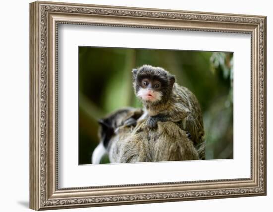 Cute Baby Emperor Tamarin (Saguinus Imperator)-Eric Gevaert-Framed Photographic Print