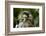 Cute Baby Emperor Tamarin (Saguinus Imperator)-Eric Gevaert-Framed Photographic Print