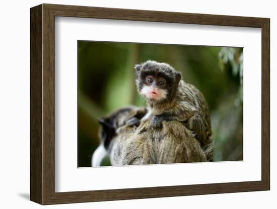 Cute Baby Emperor Tamarin (Saguinus Imperator)-Eric Gevaert-Framed Photographic Print