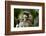 Cute Baby Emperor Tamarin (Saguinus Imperator)-Eric Gevaert-Framed Photographic Print