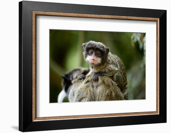 Cute Baby Emperor Tamarin (Saguinus Imperator)-Eric Gevaert-Framed Photographic Print