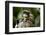 Cute Baby Emperor Tamarin (Saguinus Imperator)-Eric Gevaert-Framed Photographic Print