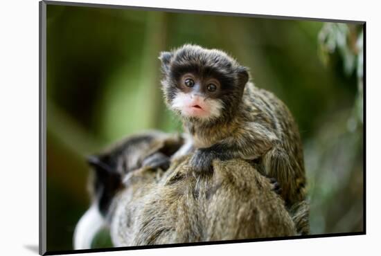 Cute Baby Emperor Tamarin (Saguinus Imperator)-Eric Gevaert-Mounted Photographic Print