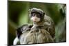 Cute Baby Emperor Tamarin (Saguinus Imperator)-Eric Gevaert-Mounted Photographic Print