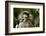 Cute Baby Emperor Tamarin (Saguinus Imperator)-Eric Gevaert-Framed Photographic Print