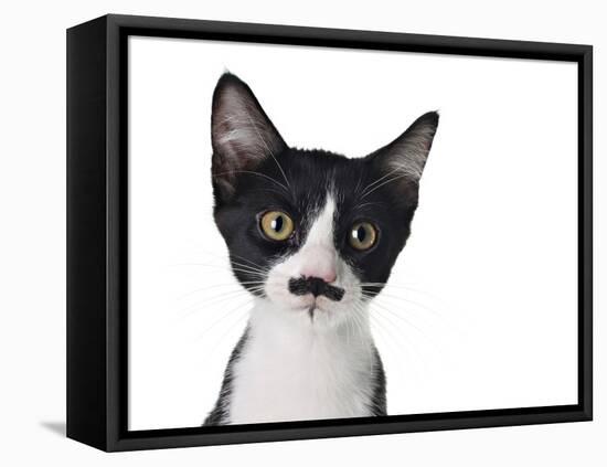 Cute Black And White Kitten With A Mustache-Hannamariah-Framed Premier Image Canvas