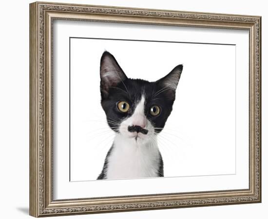 Cute Black And White Kitten With A Mustache-Hannamariah-Framed Photographic Print