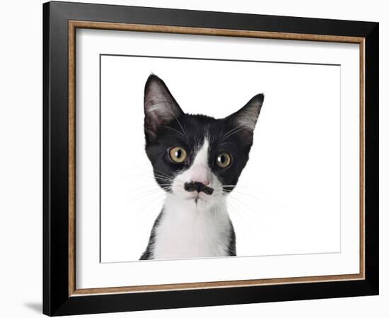 Cute Black And White Kitten With A Mustache-Hannamariah-Framed Photographic Print