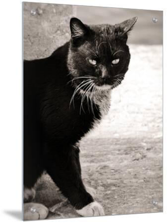 black cat with white paws