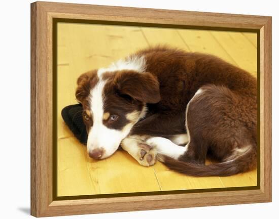 Cute Border Collie Puppy-AdventureArt-Framed Premier Image Canvas