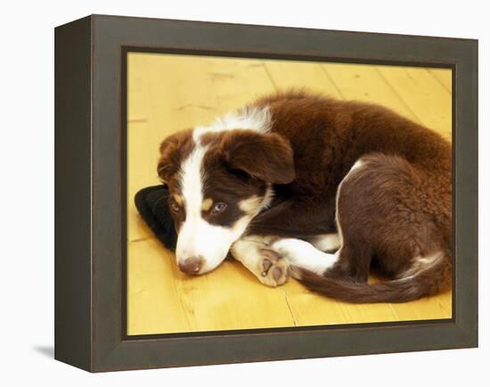 Cute Border Collie Puppy-AdventureArt-Framed Premier Image Canvas