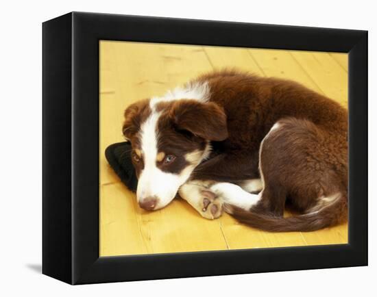 Cute Border Collie Puppy-AdventureArt-Framed Premier Image Canvas