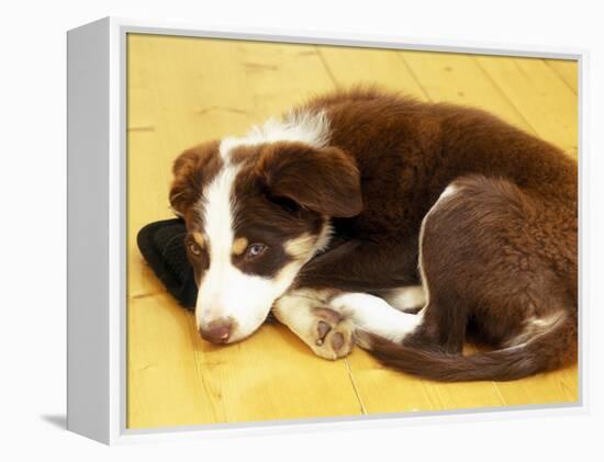 Cute Border Collie Puppy-AdventureArt-Framed Premier Image Canvas