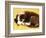 Cute Border Collie Puppy-AdventureArt-Framed Photographic Print