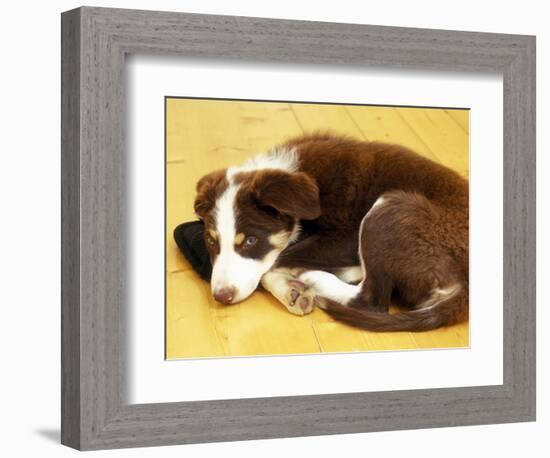 Cute Border Collie Puppy-AdventureArt-Framed Photographic Print