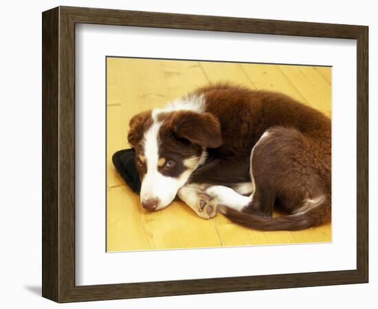 Cute Border Collie Puppy-AdventureArt-Framed Photographic Print