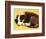 Cute Border Collie Puppy-AdventureArt-Framed Photographic Print