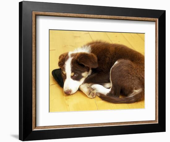 Cute Border Collie Puppy-AdventureArt-Framed Photographic Print