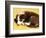 Cute Border Collie Puppy-AdventureArt-Framed Photographic Print