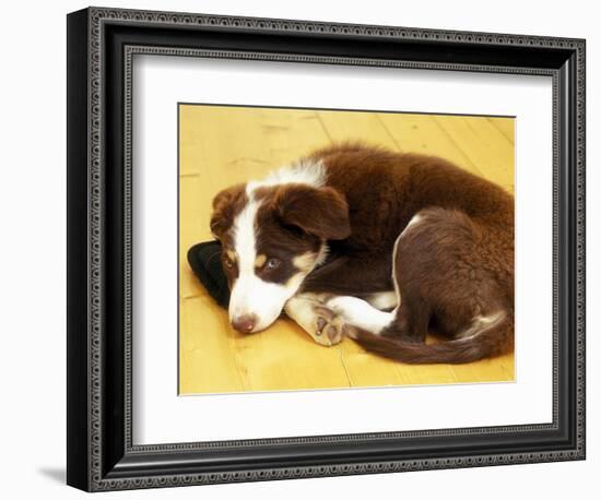 Cute Border Collie Puppy-AdventureArt-Framed Photographic Print