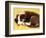 Cute Border Collie Puppy-AdventureArt-Framed Photographic Print