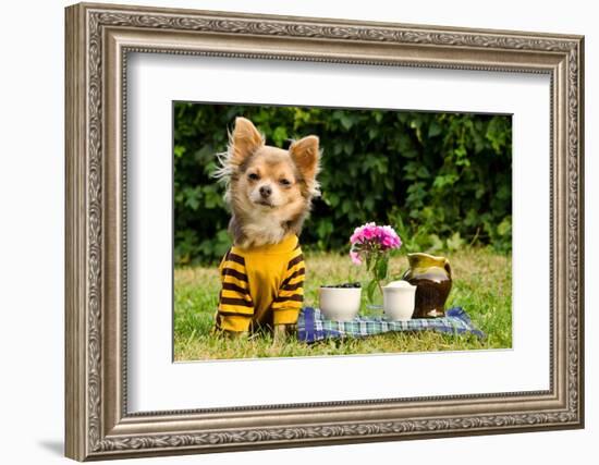Cute Chihuahua Dog At The Picnic In Summer Garden-vitalytitov-Framed Photographic Print