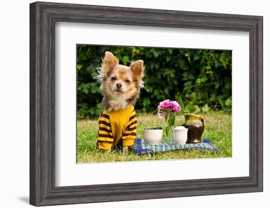 Cute Chihuahua Dog At The Picnic In Summer Garden-vitalytitov-Framed Photographic Print