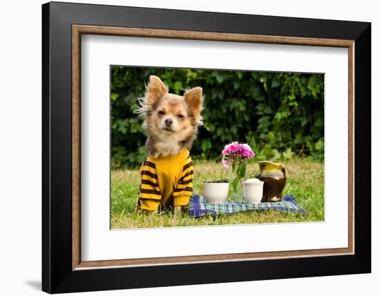 Cute Chihuahua Dog At The Picnic In Summer Garden-vitalytitov-Framed Photographic Print