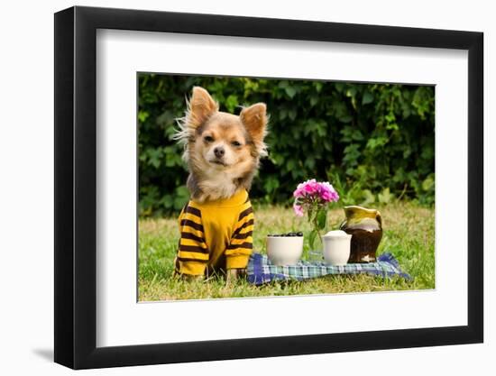 Cute Chihuahua Dog At The Picnic In Summer Garden-vitalytitov-Framed Photographic Print