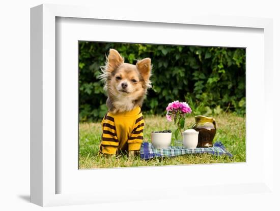 Cute Chihuahua Dog At The Picnic In Summer Garden-vitalytitov-Framed Photographic Print