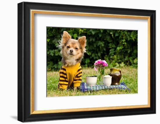 Cute Chihuahua Dog At The Picnic In Summer Garden-vitalytitov-Framed Photographic Print