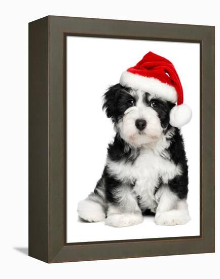 Cute Christmas Havanese Puppy Dog with a Santa Hat-mdorottya-Framed Premier Image Canvas