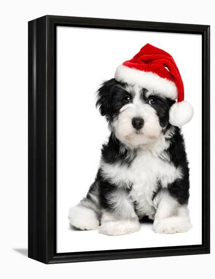 Cute Christmas Havanese Puppy Dog with a Santa Hat-mdorottya-Framed Premier Image Canvas