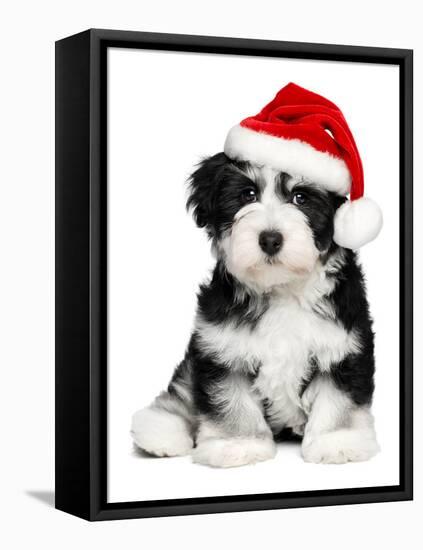 Cute Christmas Havanese Puppy Dog with a Santa Hat-mdorottya-Framed Premier Image Canvas