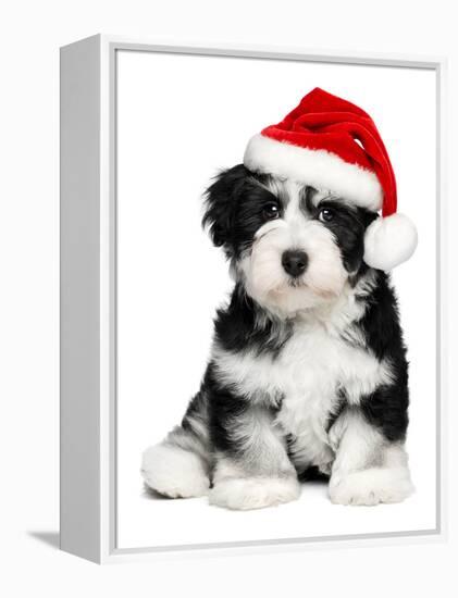 Cute Christmas Havanese Puppy Dog with a Santa Hat-mdorottya-Framed Premier Image Canvas