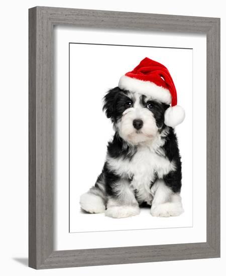 Cute Christmas Havanese Puppy Dog with a Santa Hat-mdorottya-Framed Photographic Print