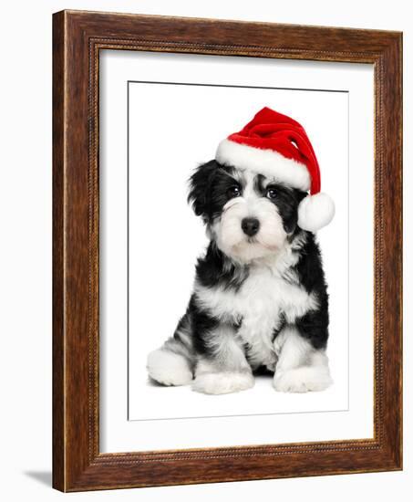 Cute Christmas Havanese Puppy Dog with a Santa Hat-mdorottya-Framed Photographic Print