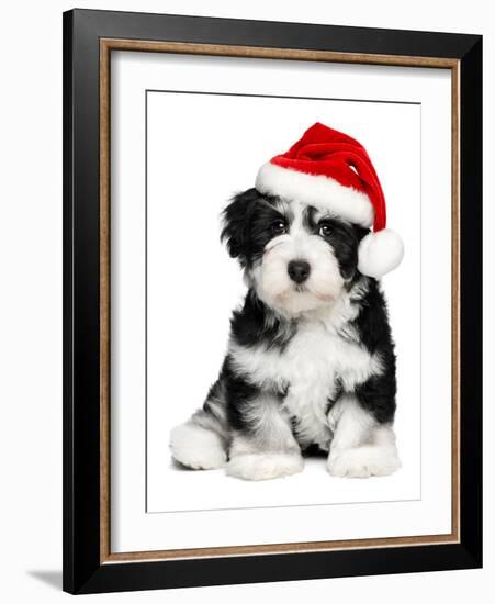 Cute Christmas Havanese Puppy Dog with a Santa Hat-mdorottya-Framed Photographic Print