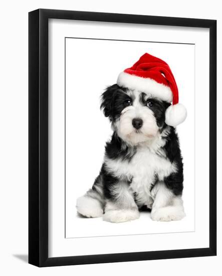 Cute Christmas Havanese Puppy Dog with a Santa Hat-mdorottya-Framed Photographic Print