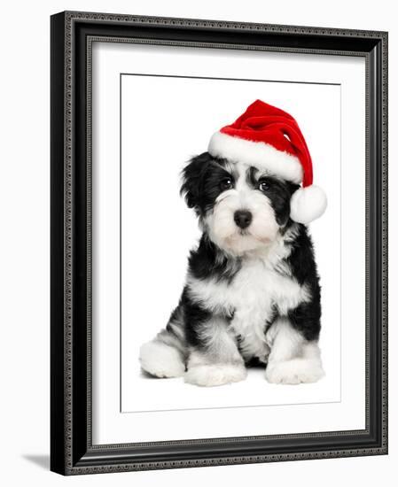 Cute Christmas Havanese Puppy Dog with a Santa Hat-mdorottya-Framed Photographic Print