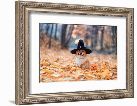 Cute Corgi Dog in Fancy Black Hat Sitting in Autumn Park with Pumpkin for Halloween-Nataba-Framed Photographic Print