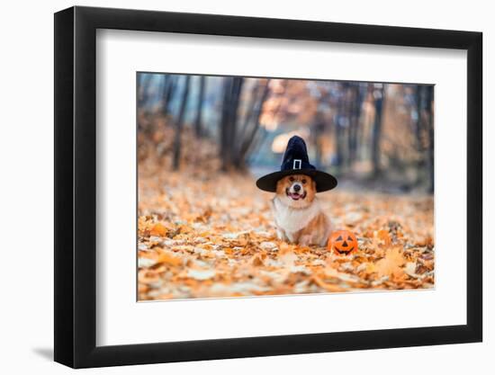 Cute Corgi Dog in Fancy Black Hat Sitting in Autumn Park with Pumpkin for Halloween-Nataba-Framed Photographic Print