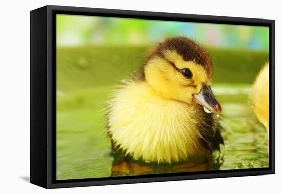 Cute Ducklings Swimming, On Bright Background-Yastremska-Framed Premier Image Canvas