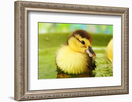 Cute Ducklings Swimming, On Bright Background-Yastremska-Framed Photographic Print