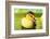 Cute Ducklings Swimming, On Bright Background-Yastremska-Framed Photographic Print