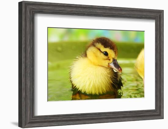 Cute Ducklings Swimming, On Bright Background-Yastremska-Framed Photographic Print