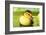 Cute Ducklings Swimming, On Bright Background-Yastremska-Framed Photographic Print