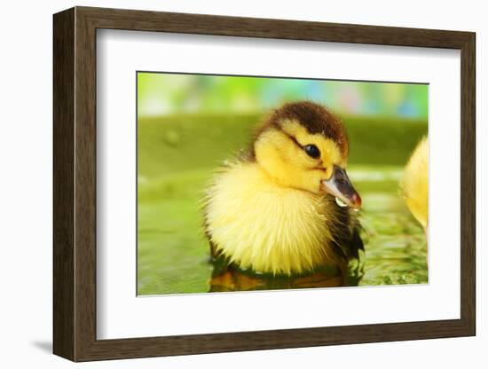 Cute Ducklings Swimming, On Bright Background-Yastremska-Framed Photographic Print