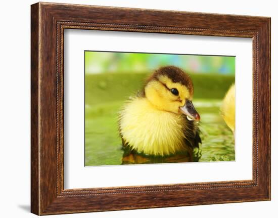 Cute Ducklings Swimming, On Bright Background-Yastremska-Framed Photographic Print