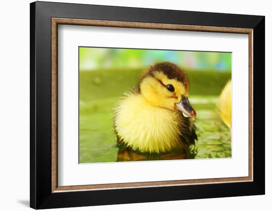 Cute Ducklings Swimming, On Bright Background-Yastremska-Framed Photographic Print